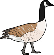 canadan goose clipart